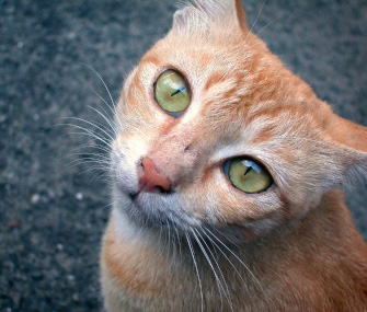 Cat staring Cat staring